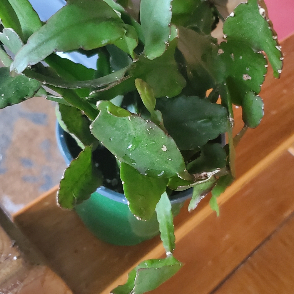 Rhipsalis Cactus NoID